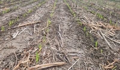 Feedgrain Focus: White grain rallies as drought demand intensifies