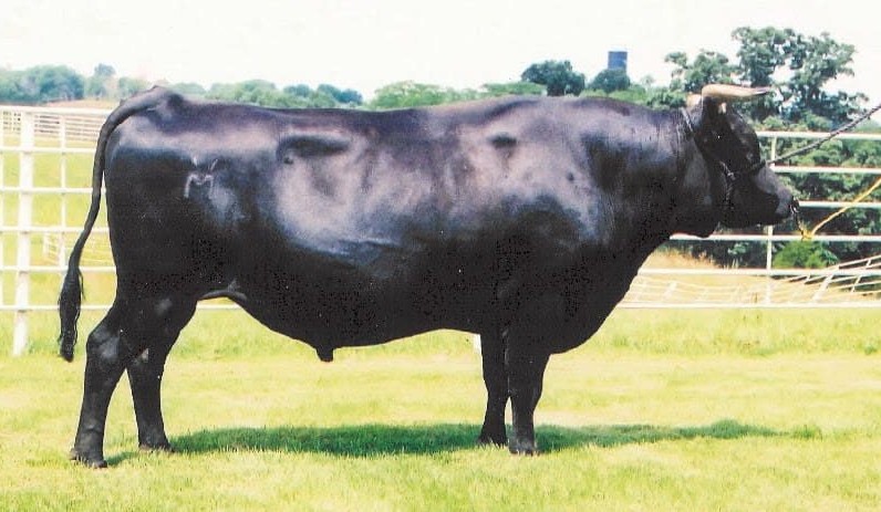 A salute to a ‘household name’ in the Australian Wagyu world
