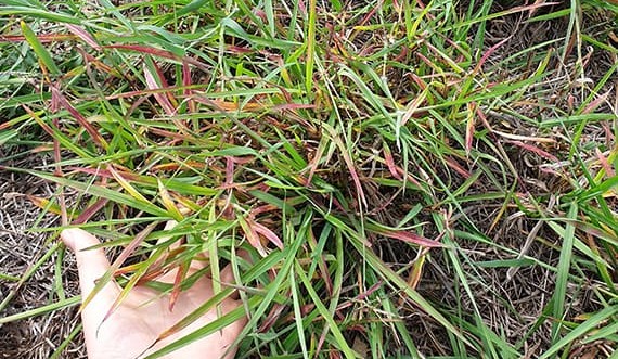 Pasture dieback encroaches further south, detected in Hunter Valley kikuyu