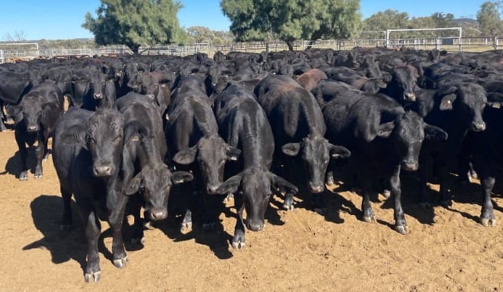 Breeding cattle prices retract in 14,092 head online offering