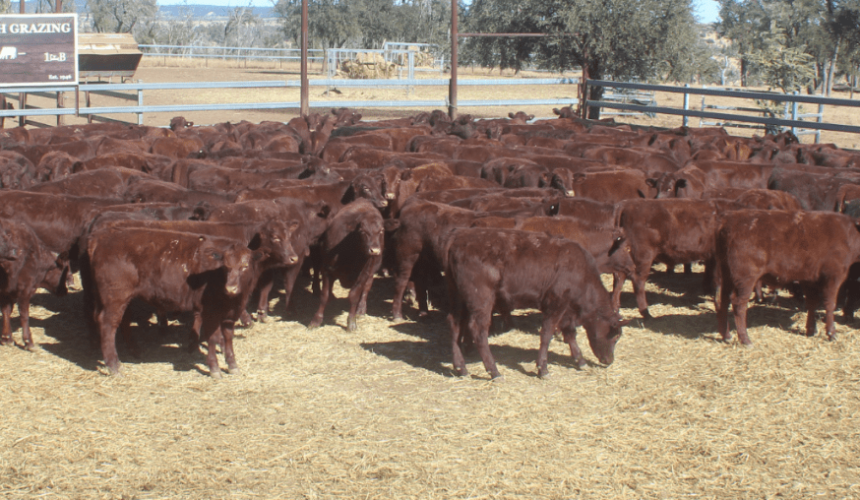 Big falls in listing numbers and clearance on AuctionsPlus