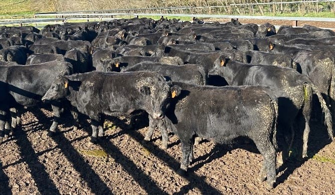 Online offering surges 25pc, heavier steers and heifers show gains        