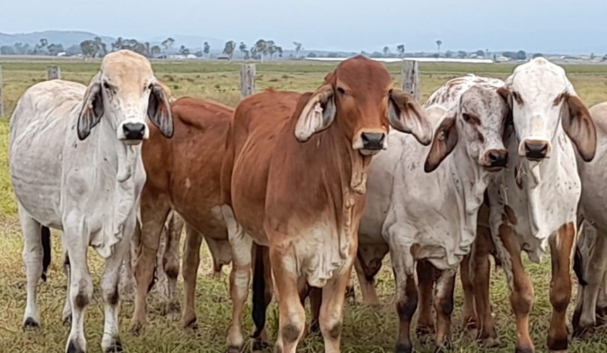 Tail hair sample the key to predicting urea utilisation performance in cattle