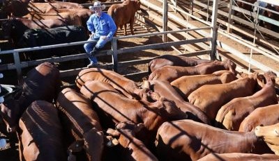 Roma sale 10 June 2025: Seasonal weaner offloads continue