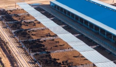 SA feedlot for sale after China live export plans dissolve