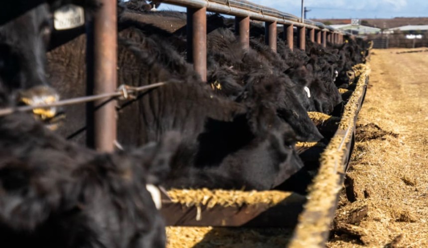 Feeder cattle market: Southern shortage continues to push prices north