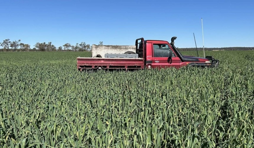 More oats than Uncle Tobys: How producers are using the winter forage workhorse this year