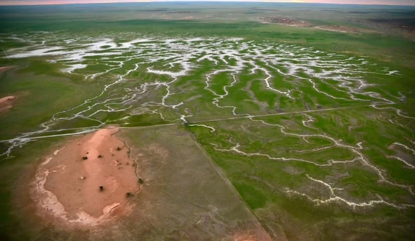 Channel Country bursting back to life after the floods + PICTURES
