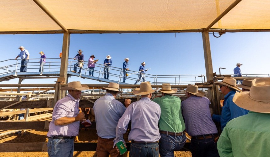 Saleyards have busy start to the year as prices dip slightly