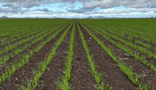 Feedgrain Focus: Growers hold ahead of forecast southern rain