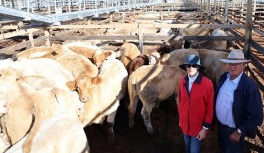 Roma sale 3 June 2025: Most prices firm, except cows and heavy ox