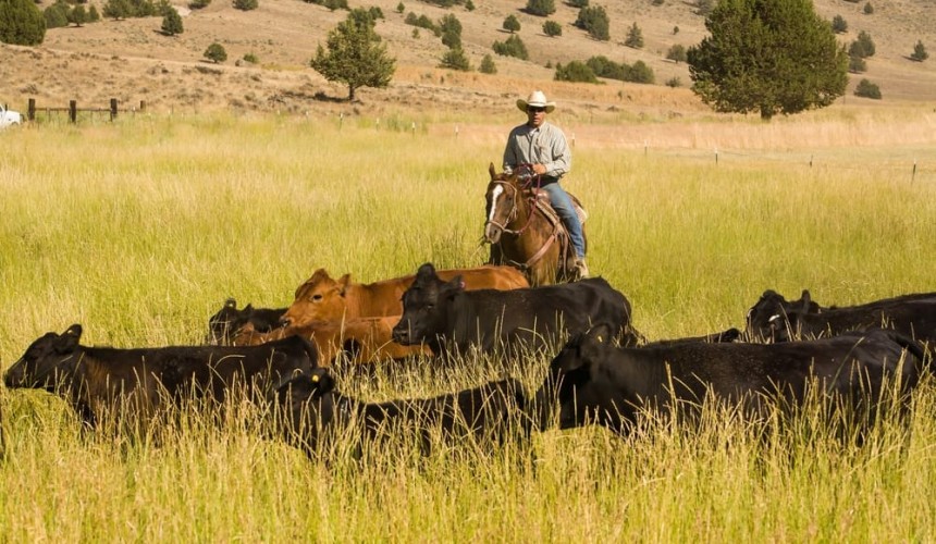 US readies for screwworm fly challenge with biological control