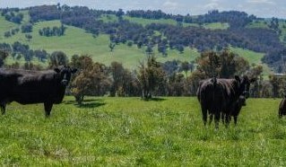Gina Rinehart outlays about $70m adding Wirribilla to her New England portfolio