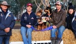 Casterton sells two Kelpies for $17,500 in 2025 auction