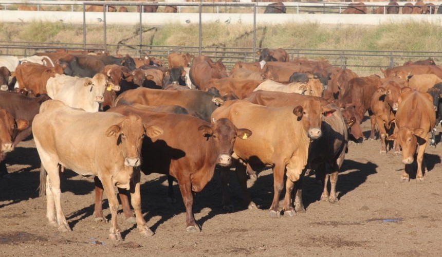 Trend towards shortfeeding cows may have come to a close
