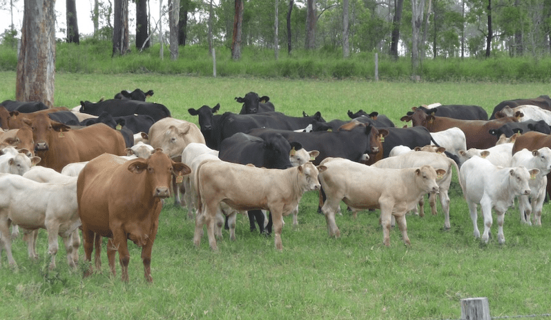 New Brisbane Valley Donor Centre to support cattle IVF customers