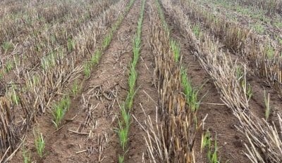 Feedgrain Focus: Values drop after patchy southern rain