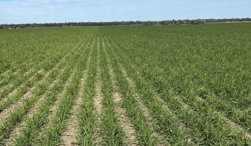 Feedgrain Focus: Wheat kicks on offshore rally