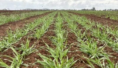 Feedgrain Focus: Prices ease on southern break