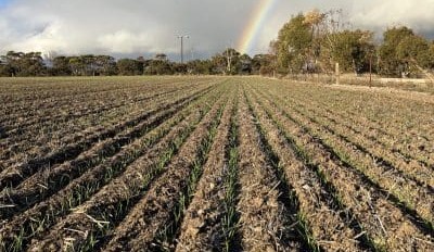 Feedgrain Focus: Cautious optimism builds in south