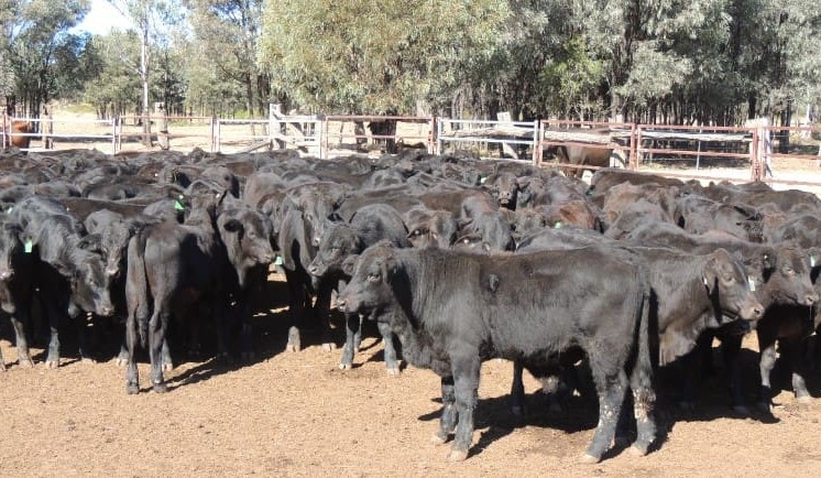 Lighter steers & heifers stronger, in 11,548 head online offering