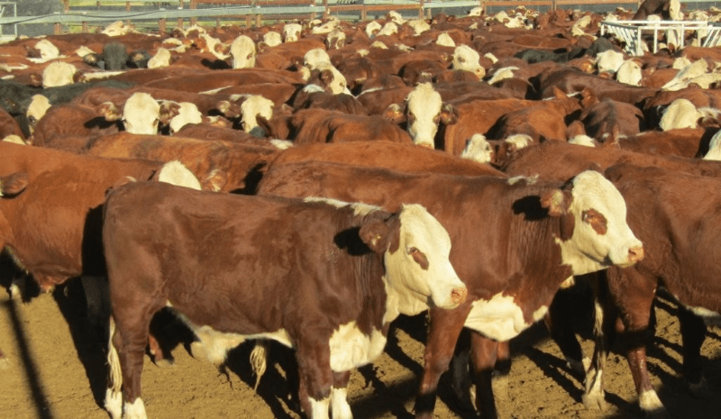 Lighter steers and heifers continue to lift in smaller 9355 head online offering