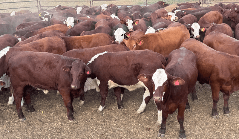 Feeder cattle update: Angus premium subdued as floods determine supply