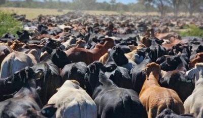 Great Aussie Charity Cattle Drive over halfway + major prize up for grabs