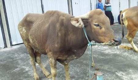 From Bali to the bush: How a droplet of saliva could trigger an $80b biosecurity catastrophe