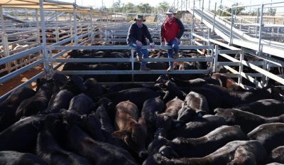 Roma sale 8 July 2025: Large yarding of just over 8300 head