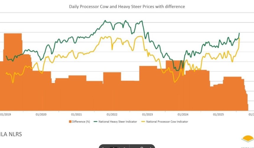 ‘Burger economics’ drives cow prices higher than prime bullocks