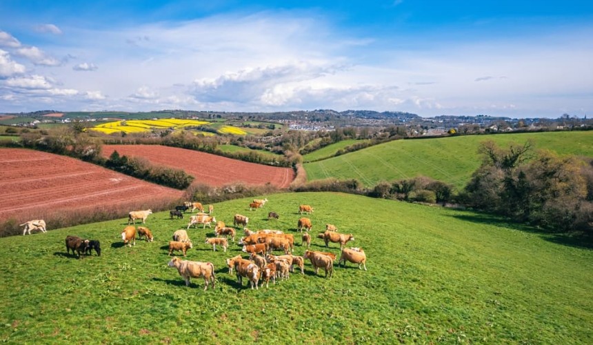 Bluetongue outbreak endangers UK livestock  