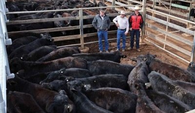 Roma sale 29 July 2025: Prices continue to climb