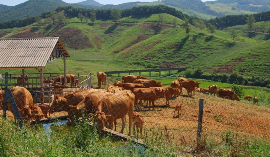 South Korean farmers protest US beef push