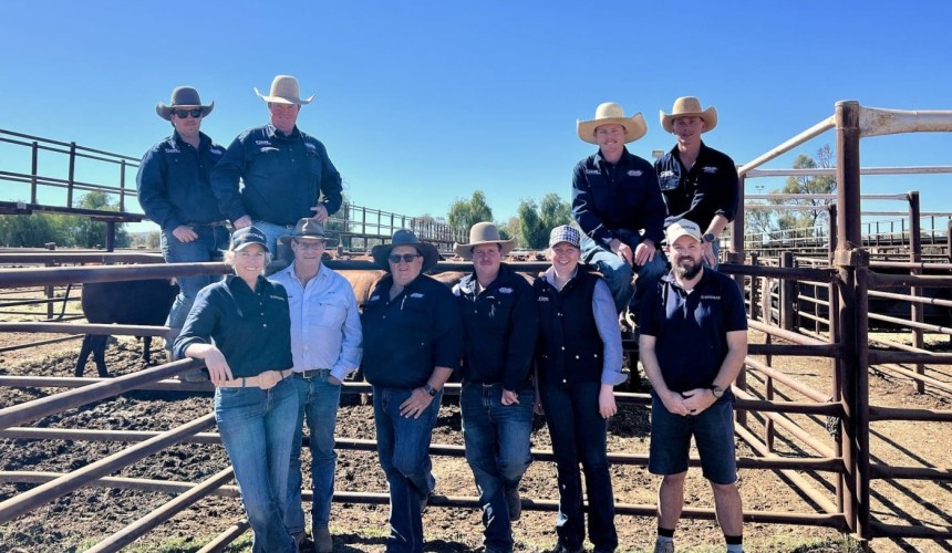 Steers meet interstate demand at Alice Springs Show Sale