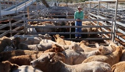 Roma sale 1 July 2025: Prices heat up
