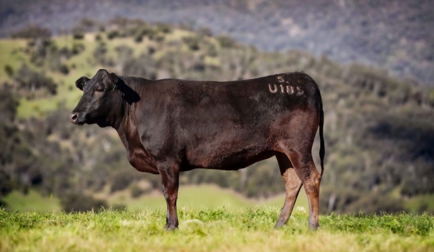 Marble High Wagyu Sale 2025: Celebrating Excellence in Australian Genetics