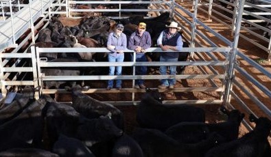 Roma sale 22 July 2025: Heifers up 30c in 10,189 yarding