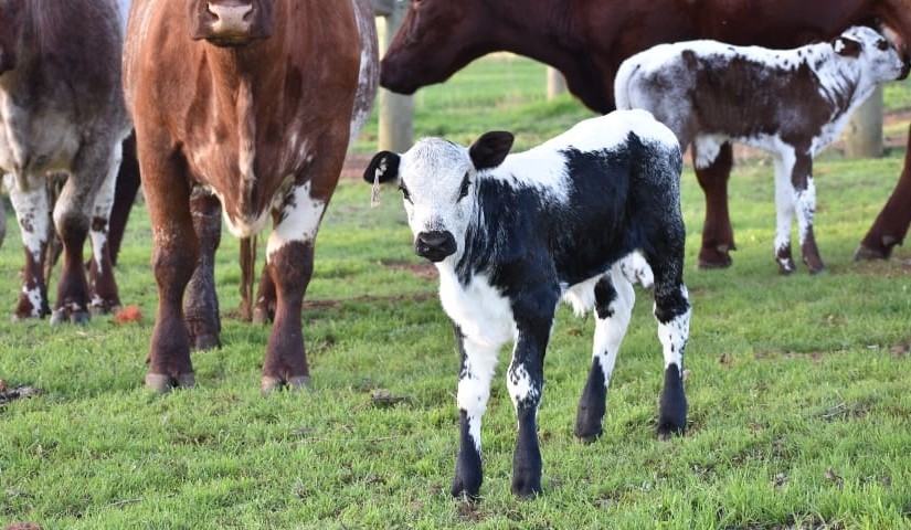 WA-first research project to track calves of Nguni cattle breed 