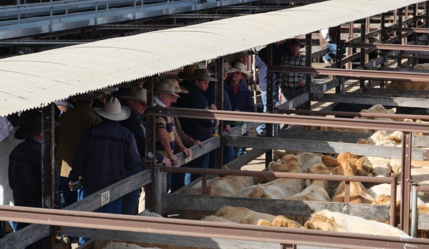 Prices meeting a flush of cattle in early financial year sales
