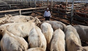 Roma sale 15 July 2025: Almost 10,000 head yarded