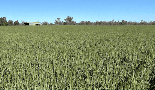 Feedgrain Focus: Prices drop as rain arrives