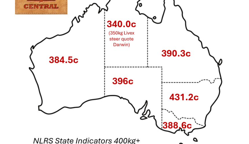 Feeder cattle market: British X in demand as all grids rise