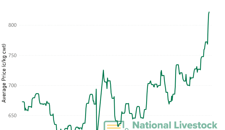 Saleyard indicator hits three year high with EYCI above 800c