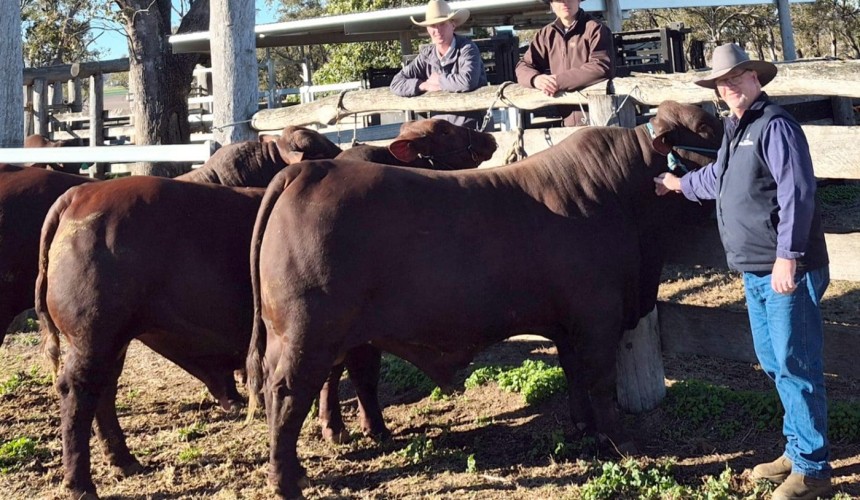 Rookie ranchers trace Santa Gertrudis origins Down Under