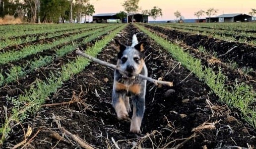 Feedgrain Focus: WA lupins help cover last drought needs