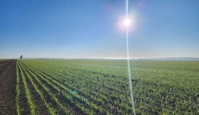 Feedgrain Focus: Mixed ideas about Vic, SA hold sway