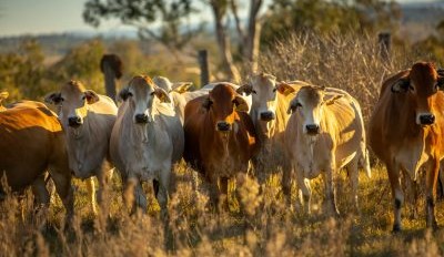 Opinion: Don’t throw the Brahmans out with the bathwater