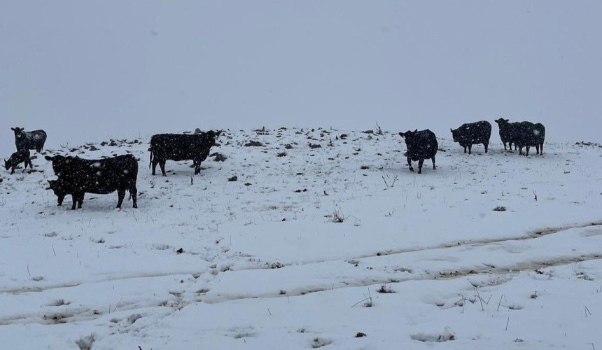 Snow in cattle country: New England cops biggest dump in years + PHOTOS