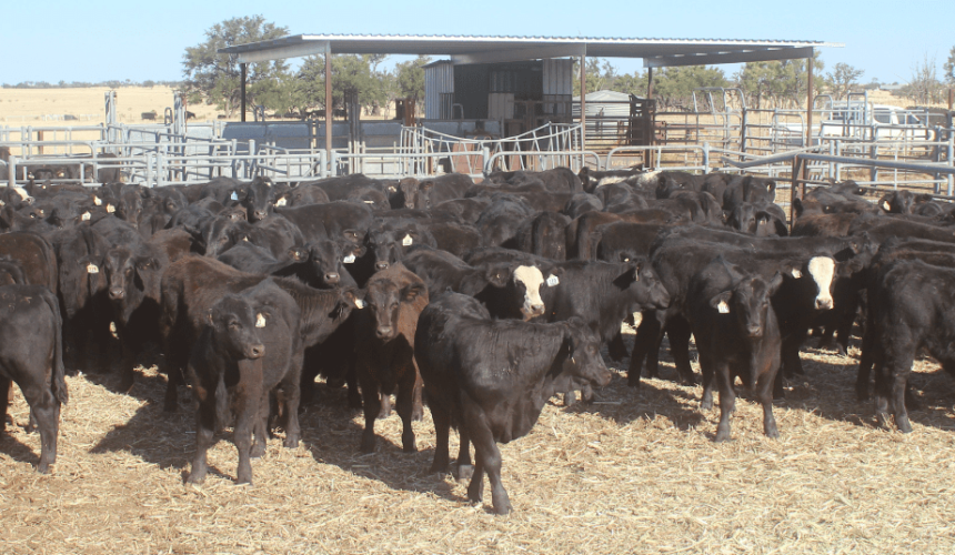 Young cattle price surge continues online